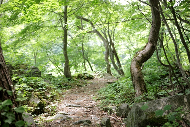 裏磐梯高原ホテル　弥六沼遊歩道